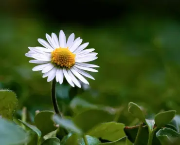 Margaret Qualley Took the Cosmo Quiz Between Making Movies