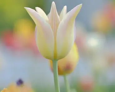 3 April Peony Pitfalls to Avoid