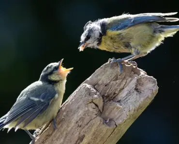 Chick-fil-A Sauce Recipe