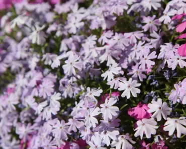 7 Ways to Refresh Your Window Box Planters for a New Look