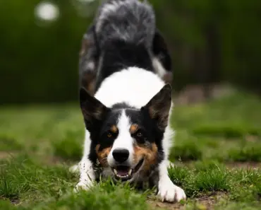 Border Beauties to Propagate in April