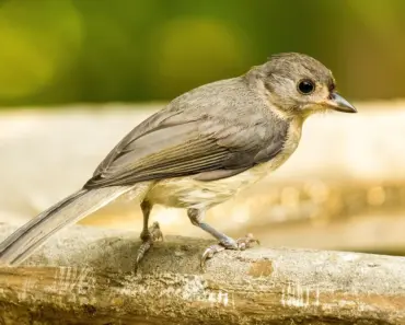 Phoebe Dynevor’s Fiancé Cameron Fuller: 5 Surprising Facts Revealed