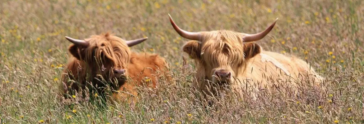 Has ‘Beef’ Been Renewed For Season 3? Here’s What We Know