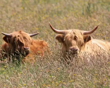 Has ‘Beef’ Been Renewed For Season 3? Here’s What We Know