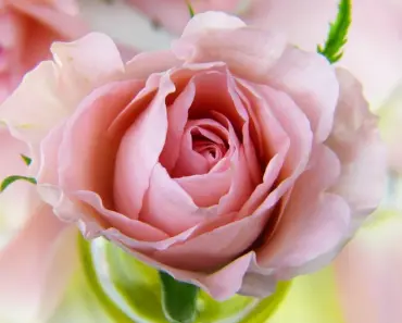 7 Spring Blush Trends That Bring a Fresh Take on Flushed Skin