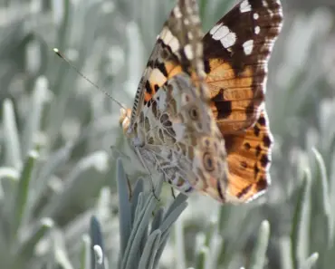 7 Surprising Birth Month Orchids to Welcome into Your Life