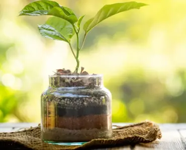 Dollar Tree Glass Jars Become Artsy Tabletop Planters With This Creative DIY Dollar Tree Glass Jars Become Artsy Tabletop Planters With This Creative DIY