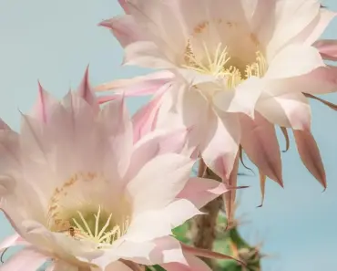 7 Spring Care Tasks for a Blooming Christmas Cactus