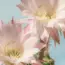 7 Spring Care Tasks for a Blooming Christmas Cactus