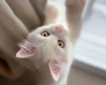 Adorable Jellyfish Craft & Fun Facts For Kids