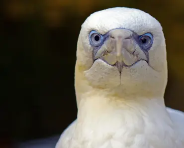 What To Do If You Find A Brown Recluse Spider In Your Home Or Yard