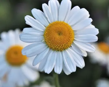 5 Soothing Garden Plants Almost as Good as Therapy