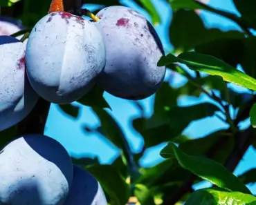 7 Essential Tips for Pruning, Fertilizing, and Training Fruit Trees in April for a…