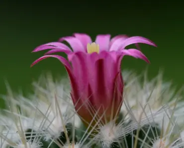 7 Houseplants That Actually Thrive in Root-Bound Conditions