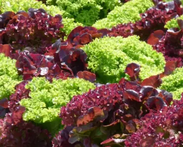 11 Creative Ways to Make Your Own Clay Plant Markers from Scratch