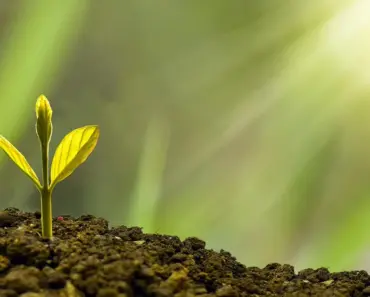 7 Reasons Bigger Plants Are a Better Investment