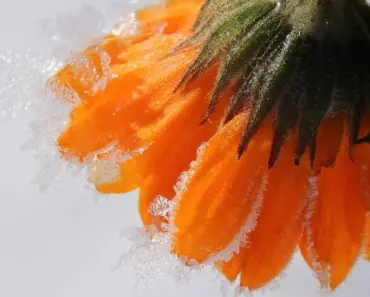 11 Must-Know Tips for Growing Marigolds from Seed