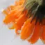 11 Must-Know Tips for Growing Marigolds from Seed