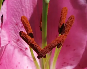 7 Best Flirty Floral Perfumes According to Experts