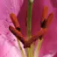 7 Best Flirty Floral Perfumes According to Experts