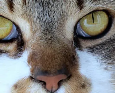 Gigi Hadid Reunites with Steven Meisel (Once Again) for the 2026 Miu Miu Leathergoods Campaign Gigi Hadid Reunites with Steven Meisel (Once Again) for the 2026 Miu Miu Leathergoods Campaign