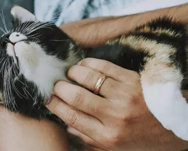How to Care for Fiddle Leaf Figs