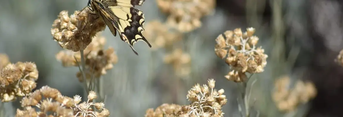 7 Surprising Reasons Why Kids Still Refuse to Do Chores and How to Get Them On Board
