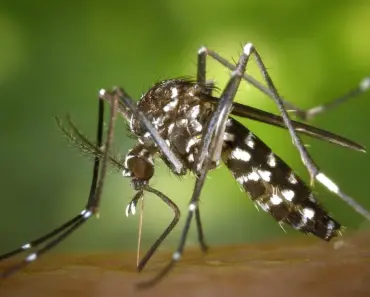 7 Ways to Use a Bat Box for Natural Mosquito Control