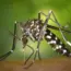 7 Ways to Use a Bat Box for Natural Mosquito Control