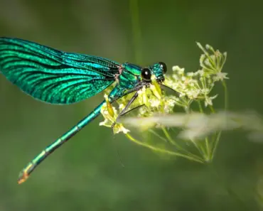 Virgo Monthly Horoscope for April 2026