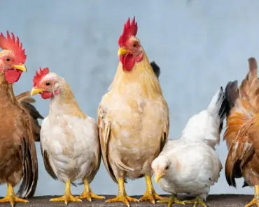 7 Questions to Ask Before You Buy a Backyard Chicken Shelter