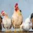 7 Questions to Ask Before You Buy a Backyard Chicken Shelter