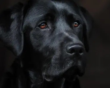 9 Dark Academia Books Recommended Again & Again Online