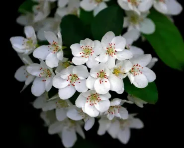 April Tomato Care: 5 Essential Steps for Healthy Plants