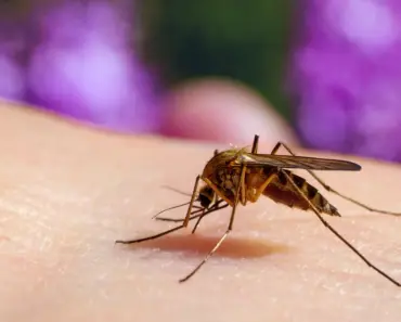 Think Twice Before Planting bamboo-It Can Attract Mosquitoes And Take Over