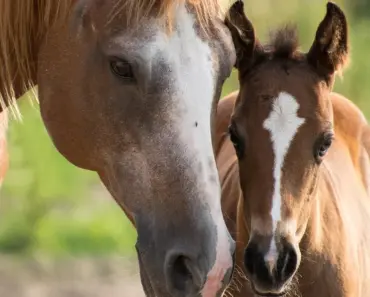 Rihanna’s Motherhood Moment: 5 Times She Stole the Cover Alongside Her Mini-Me