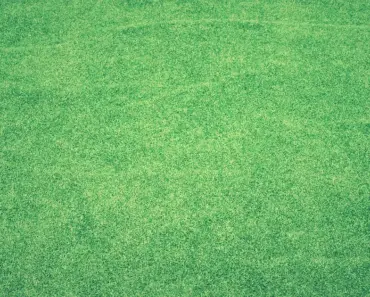 7 Ways to Water Sod Often for a Strong Start
