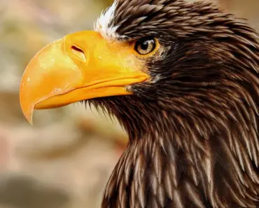 Your Hydrangeas Won’t Bloom If You Miss This April Job