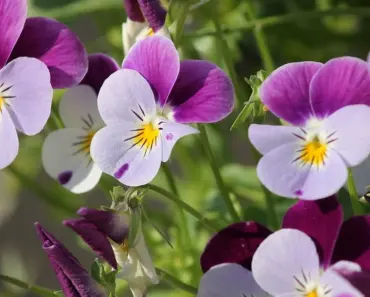 Violet Scented Perfection: 7 Best Perfumes for Fragrance Enthusiasts