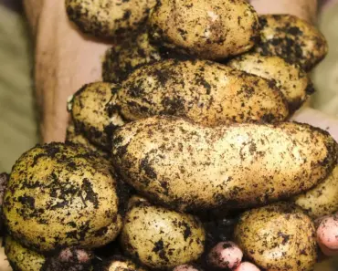 “13 Secrets to Mastering the Botanical Bento Method for Stunning Compartmentalized…