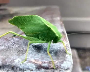 Katy Perry’s Daring Nue Bralette Redefines Concert Fashion as 11 Bralette-Inspired Looks