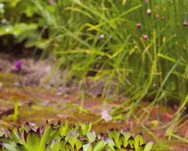 Surprising Secrets to Grow Plump, Pungent Chives Every Time