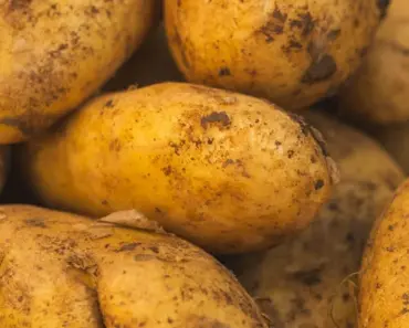 “13 Essential Steps to Grow Potatoes: A Comprehensive Care Guide for a Bountiful Harvest”