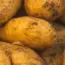 “13 Essential Steps to Grow Potatoes: A Comprehensive Care Guide for a Bountiful Harvest”