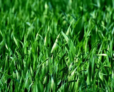 7 Best Ground Cover Plants for a No-Mow Tapestry Lawn