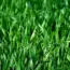7 Best Ground Cover Plants for a No-Mow Tapestry Lawn