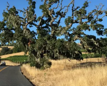 Williams Sonoma Pieces You Need Now