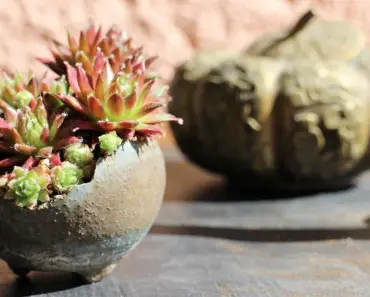 7 Accent Plants Landscape Designers Love and You Can Grow
