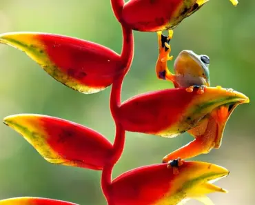 7 Stunning Trailing Plants That Will Dramatically Cascade From Your Hanging Basket