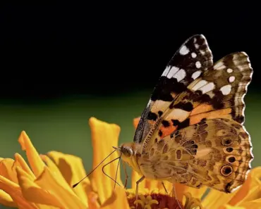 Vanessa Paradis Reunites with Karim Sadli & Returns to the Cover of Harper’s Bazaar France